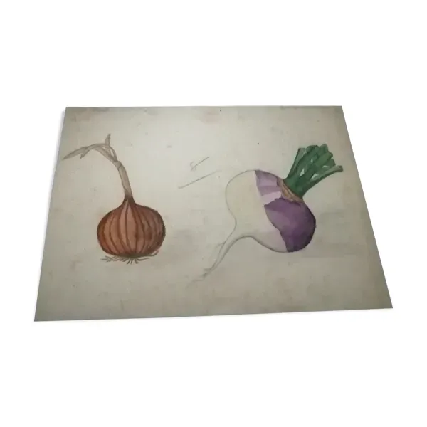 Dessin d'école ,d'étude ancien années 20 ''oignon/navet