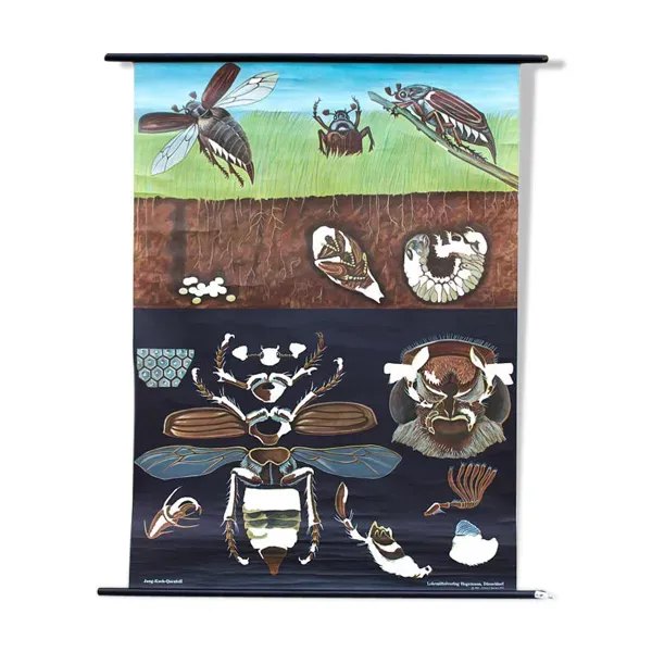 Affiche de l’école de Jung-Koch-Quentell, mai coléoptère, 1973