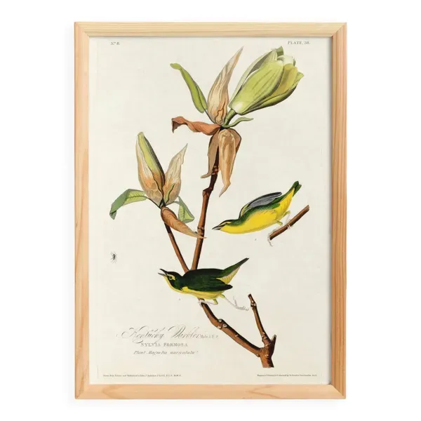 Affiche sur la Paruline du Kentucky, d’après une gravure ancienne de 1827.