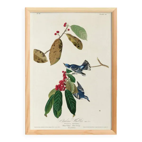 Affiche sur la Paruline azurée, d’après une gravure ancienne de 1827.