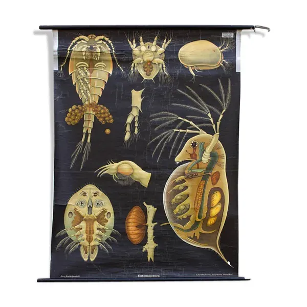 Affiche murale de l’école de Jung-Koch-Quentell ''Entomostracat'' 1959