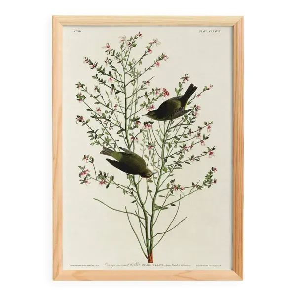 Affiche sur la Fauvette à couronne orangée, d’après une gravure ancienne