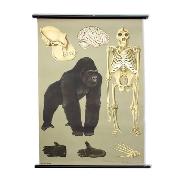Affiche murale de l’école de Jung-Koch-Quentell ''gorille'' 1968