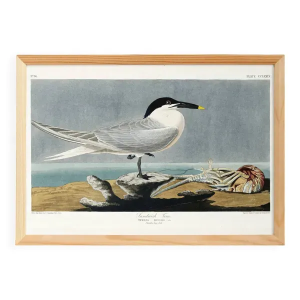 Affiche sur la Sterne, d’après une gravure ancienne de 1827.