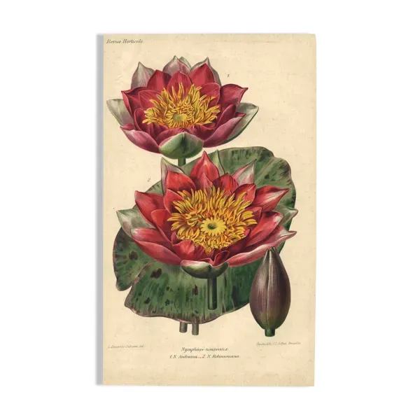 Gravure Botanique 1896 - Nymphéas nouveaux par L. Descamps-Sabouret - fleur