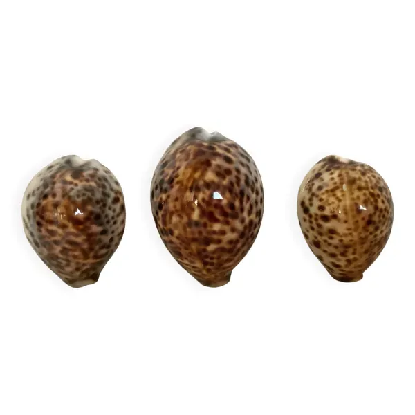 Trio de coquillages cypraea tigris