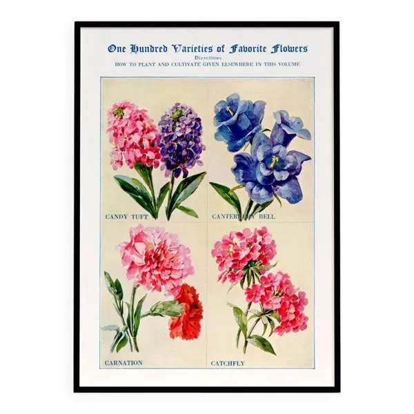 Affiche sur les giroflées, campanules, œillets et silènes