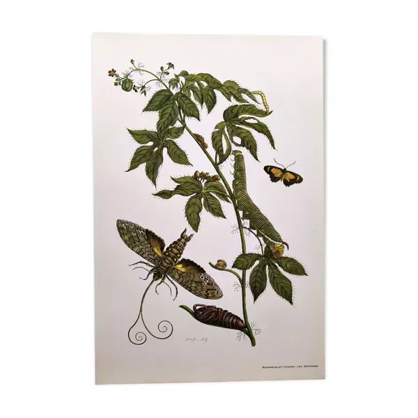 Illustration vintage - Sphinx tropicale et plante exotique - par Merian