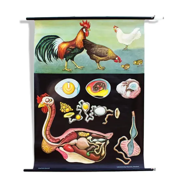 ��Affiche murale de l’école de Jung-Koch-Quentell ''poulet'' 1971