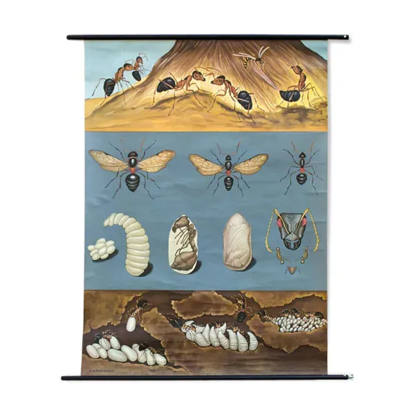 Affiche murale de l’école de Jung-Koch-Quentell ''fourmis'' 1970