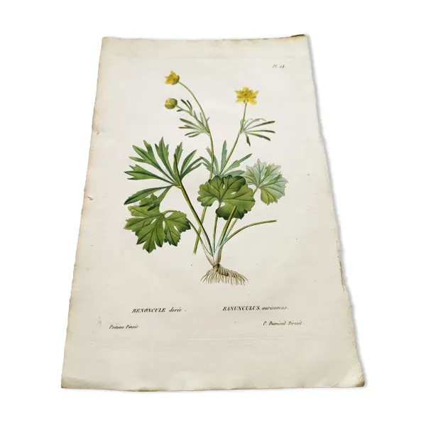 Gravure botanique ancienne de 1829 - Renoncule dorée- Par Poiteau. Fleur