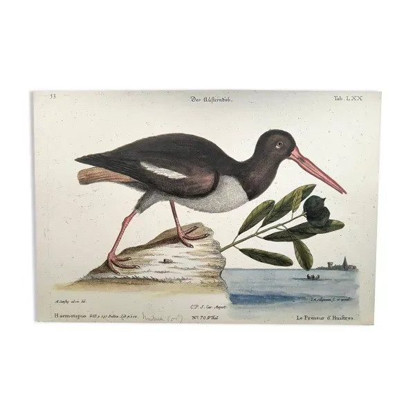 Planche ancienne oiseaux -Le Preneur d'huitres- belle gravure de Seligmann