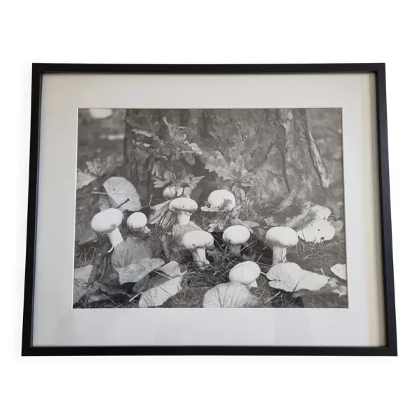 Photographie argentique vintage champignons encadrée années 70 52x42 cm