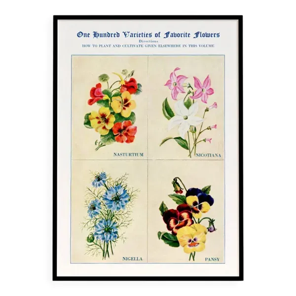 Affiche sur les capucines, tabacs d’ornement, nigelles et pensées