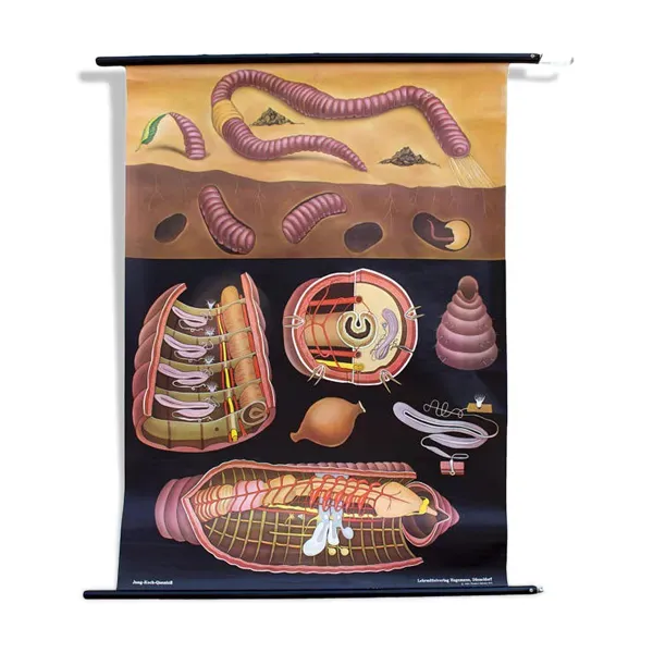 Affiche murale de l’école de Jung-Koch-Quentell erarthworm 1973