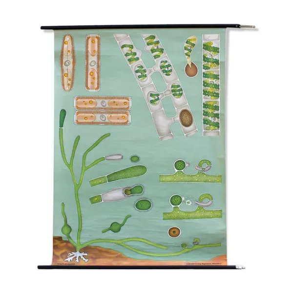 Affiche de l’école de Jung-Koch-Quentell, algue, 1974