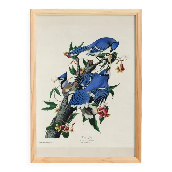 Affiche sur le Geai bleu, d’après une gravure ancienne de 1827.