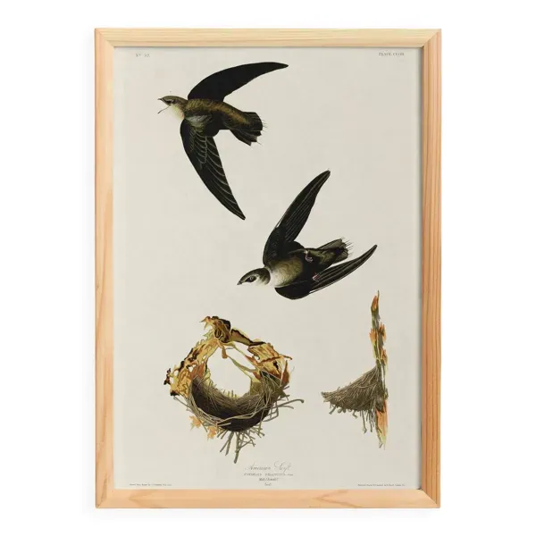 Affiche sur “le Martinet d’Amérique”, d’après une gravure ancienne de 1827.