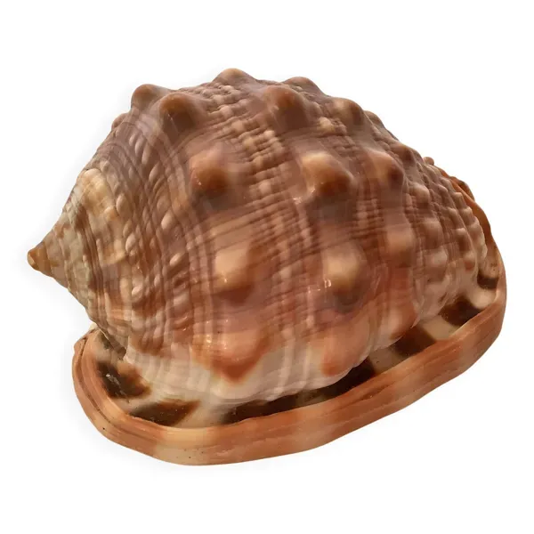 Mini coquillage cypraea cassis rufa