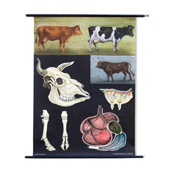 Affiche de l’école de Jung-Koch-Quentell, vaches, 1959