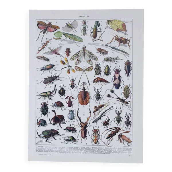 Planche originale de 1930: les insectes, l'art du détail scientifique