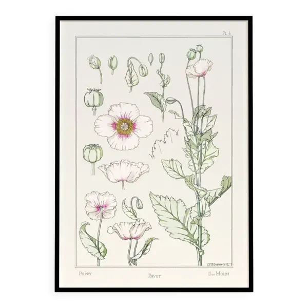 Affiche “Pavot”, d’après une lithographie art nouveau de 1897