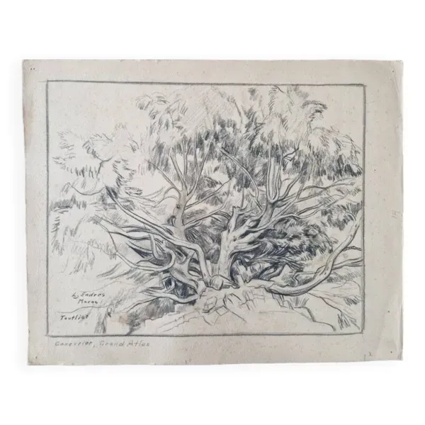 Louis John Endres (1896-1989) - Dessin au fusain sur papier - Genevrier  Toutliat, Grand Atlas Maroc
