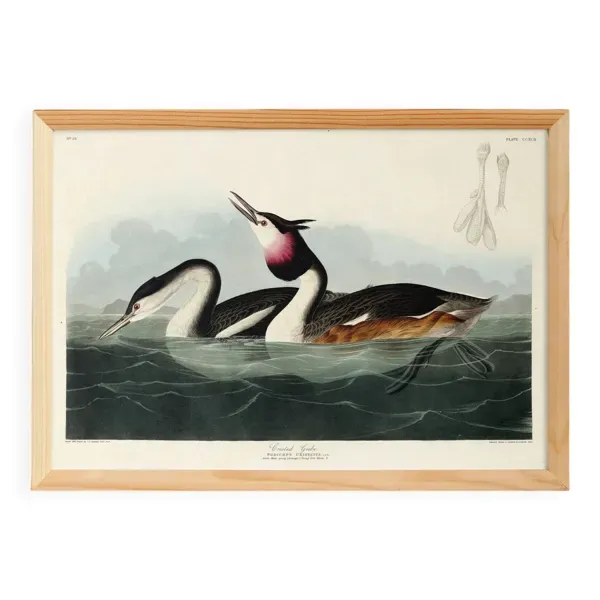 Affiche sur le Grèbe huppé, d’après une gravure ancienne de 1827.