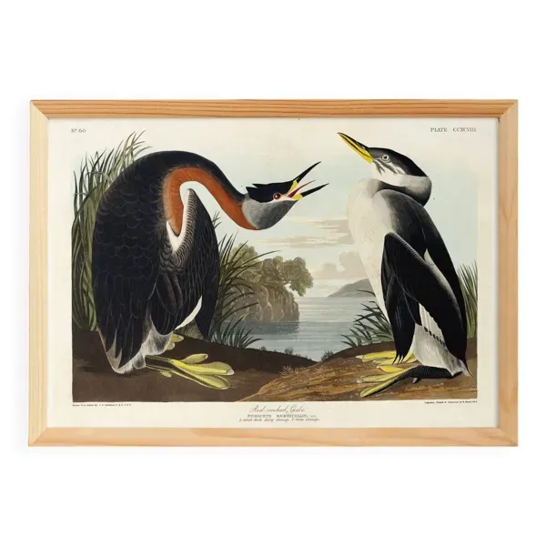 Affiche sur le Grèbe à cou roux, d’après une gravure ancienne de 1827.