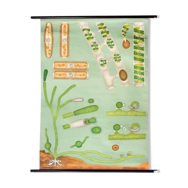 Affiche murale de l’école par Jung-Koch-Quentell ''algue'' 1970