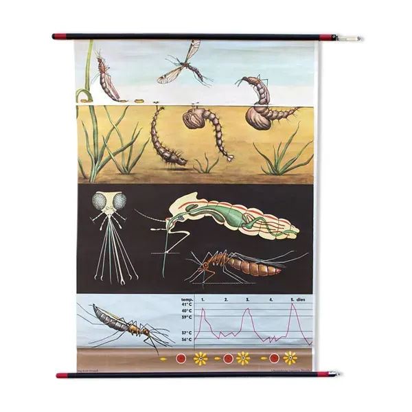 Affiche de l’école de Jung-Koch-Quentell, moustique, 1959