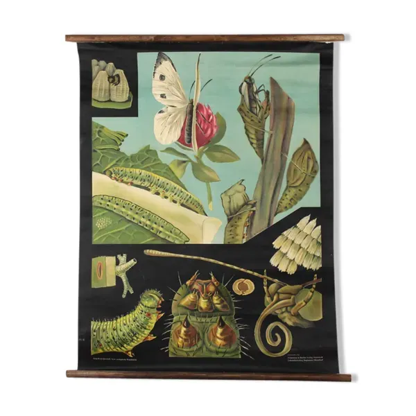 Affiche murale de l’école de Jung-Koch-Quentell ''papillon'' 1958