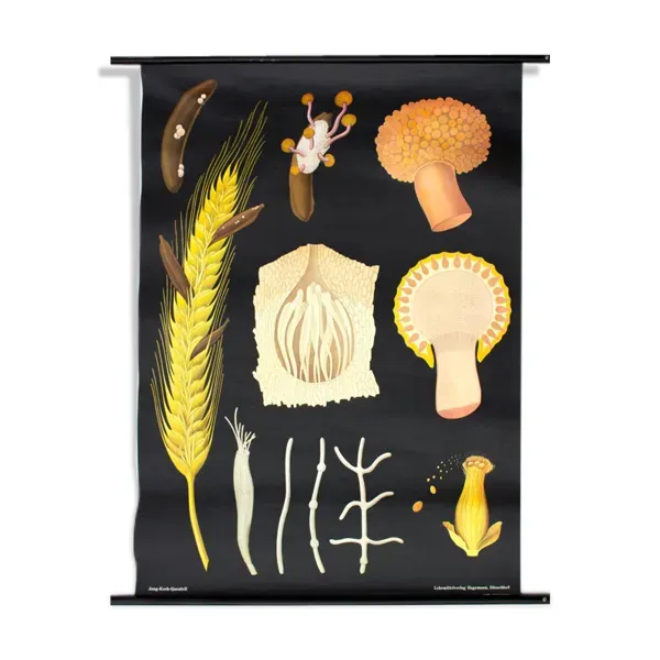 Affiche murale de l’école de Jung-Koch-Quentell ''parasite du grain'' 1972
