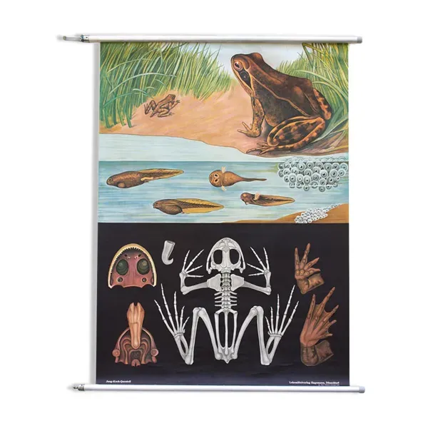 Affiche de l’école de Jung-Koch-Quentell, grenouille, 1974