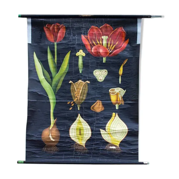 Affiche de l’école de Jung-Koch-Quentell, tulipe, 1970