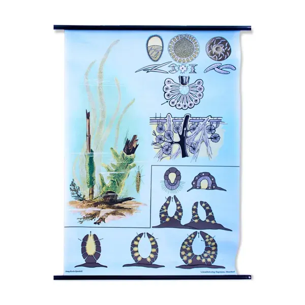 Affiche murale de l’école par Jung-Koch-Quentell ''eau éponges'' 1972