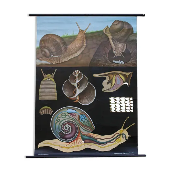 Affiche de l’école de Jung-Koch-Quentell, limace, 1959