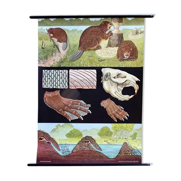 Affiche murale de l’école de Jung-Koch-Quentell  ''castor'' 1972