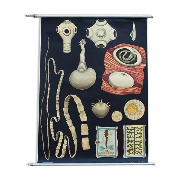 Affiche de l’école par Jung-Koch-Quentell, vermes, protozoaires, 1969