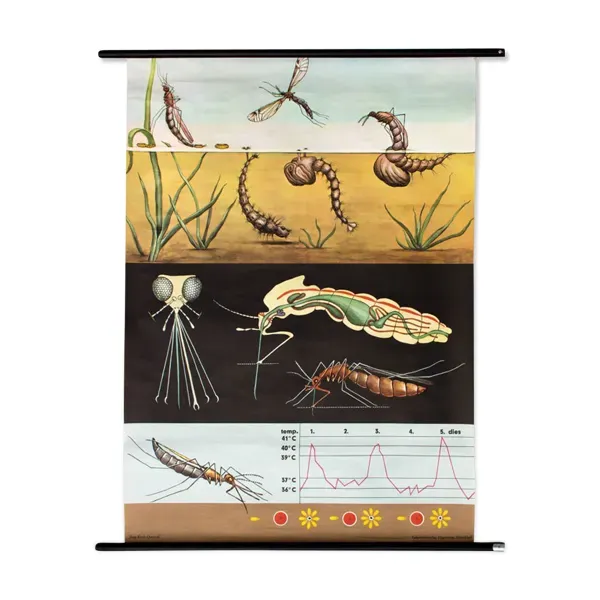 Affiche murale de l’école de Jung-Koch-Quentell ''moustique'' 1972