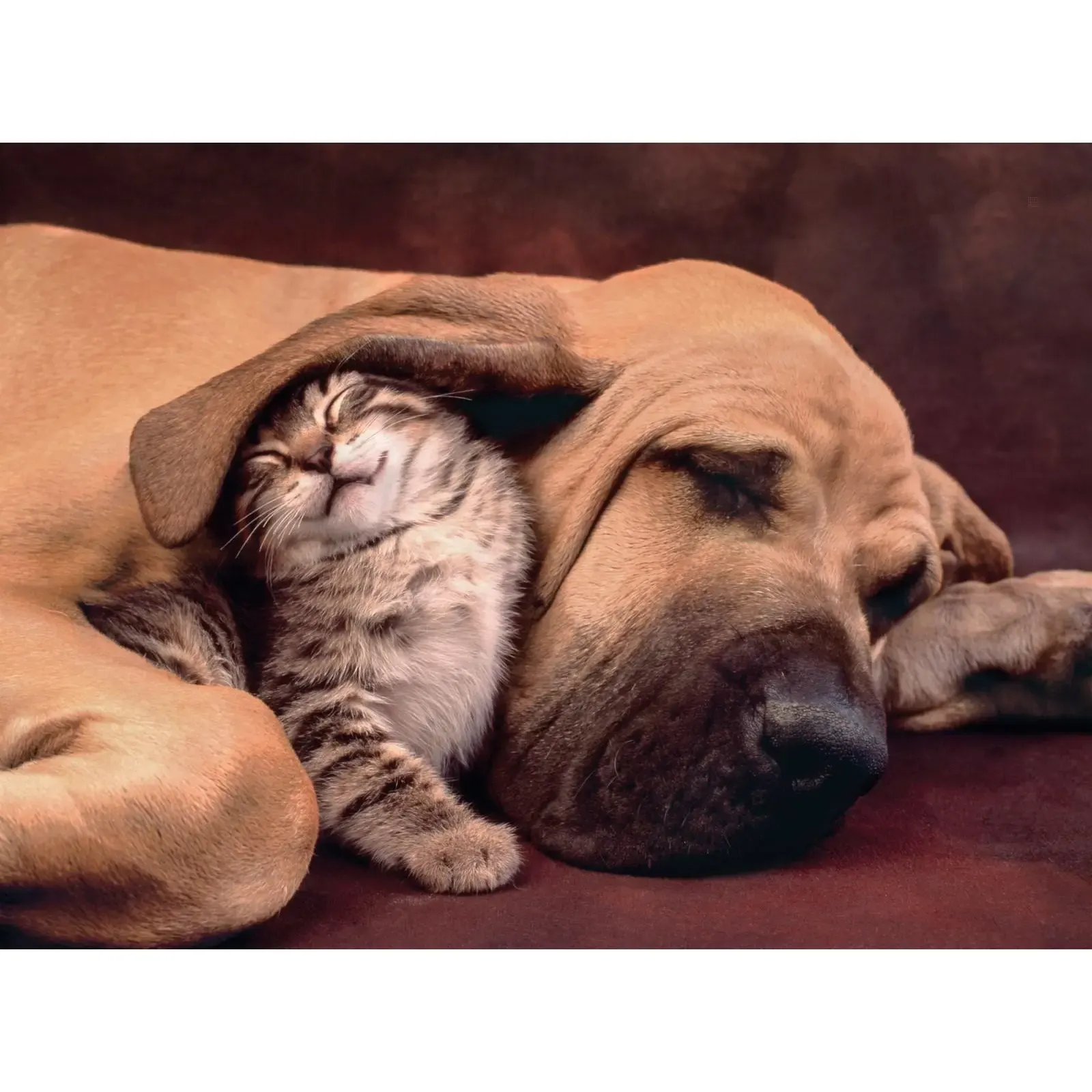 Puzzle 500 pièces cuddles Clementoni