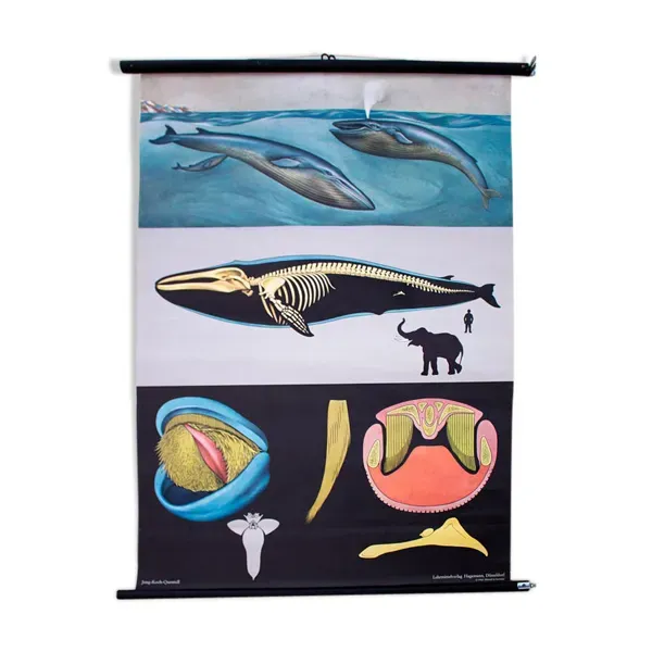 Affiche murale de l’école de Jung-Koch-Quentell ''baleine'' 1968
