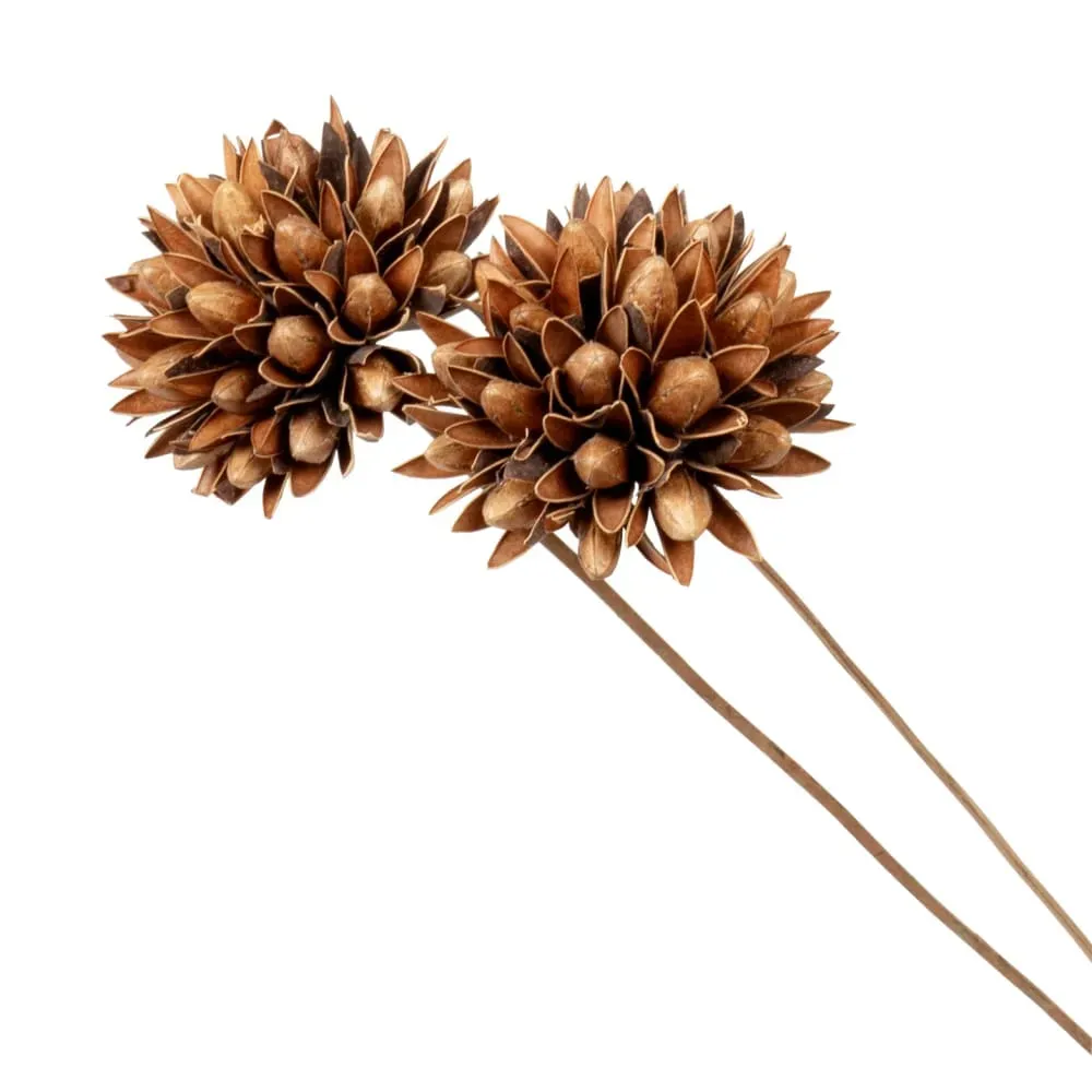 Illustration numéro 2 du produit Tiges de fleurs séchées marron