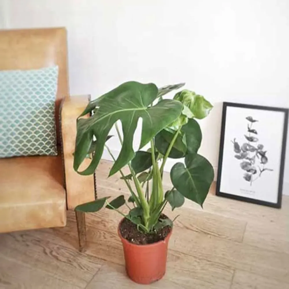 Illustration numéro 2 du produit Monstera plante d'intérieur sans cache-pot