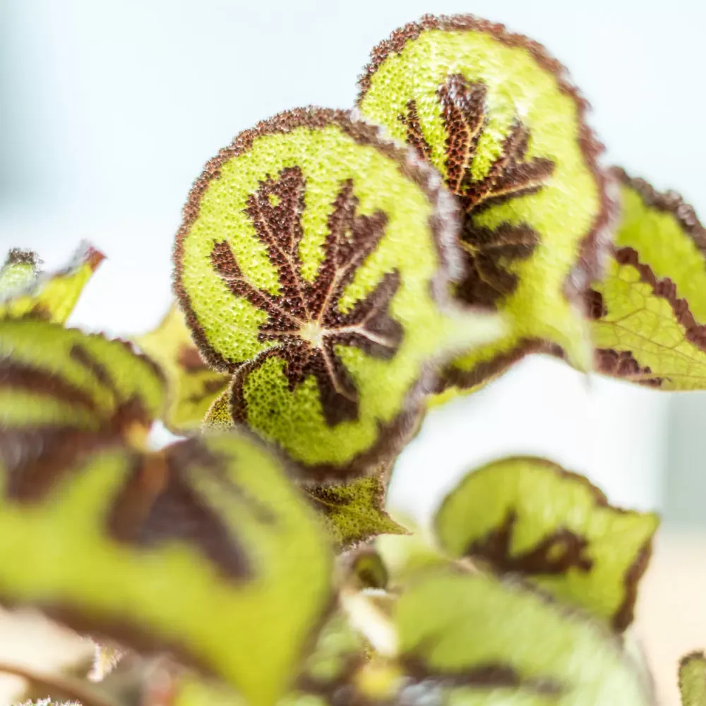 Illustration numéro 2 du produit Bégonia croix de fer sans cache-pot