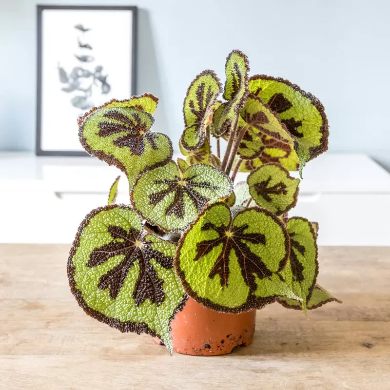 Illustration numéro 2 du produit Plante d'intérieur bégonia croix de fer + cache-pot