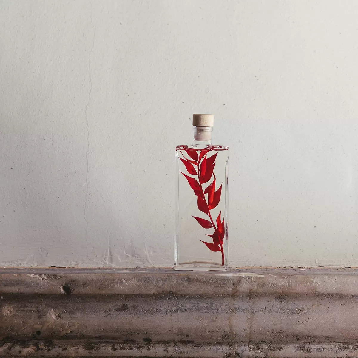 Illustration numéro 2 du produit Plante immergée Ruscus rouge H17