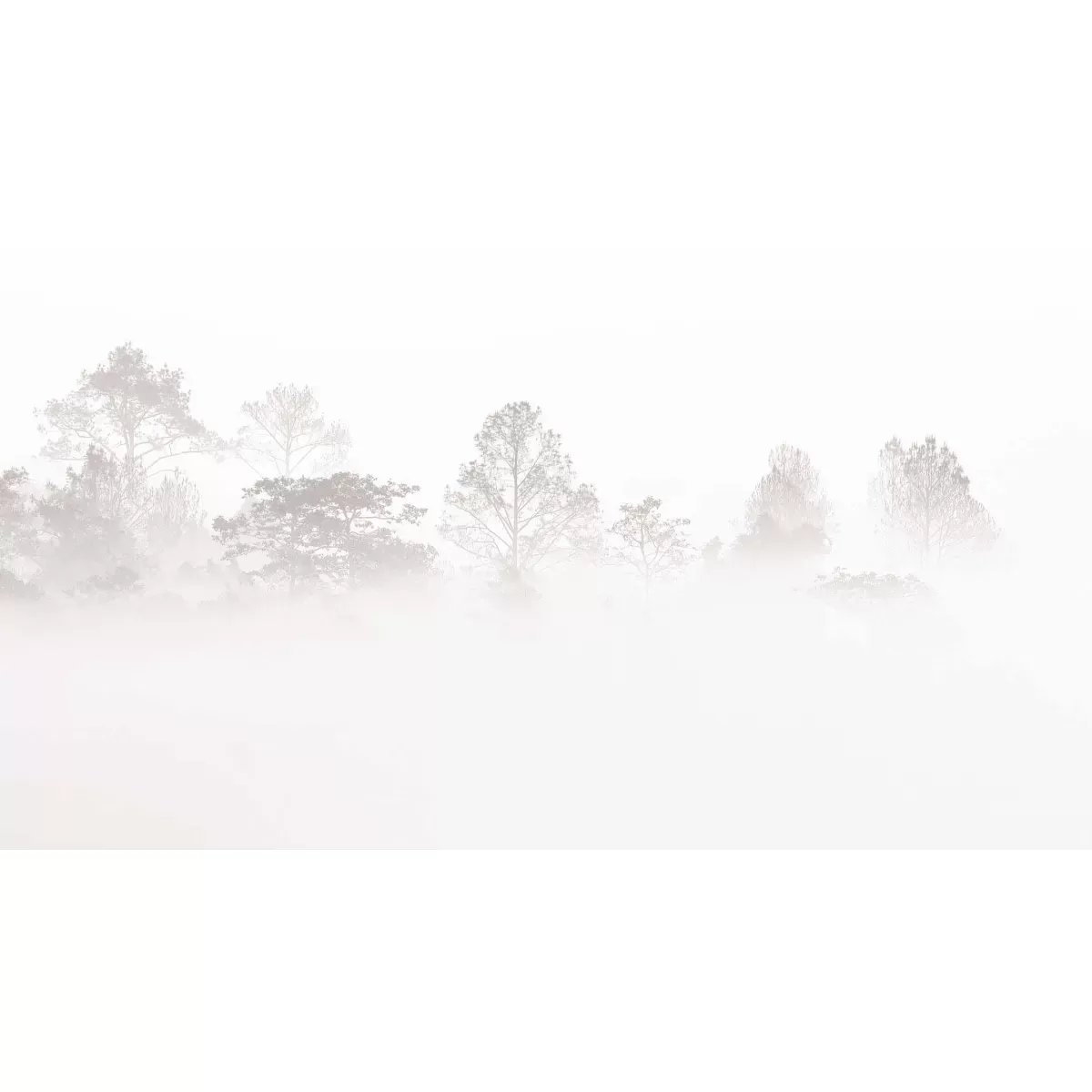 Illustration numéro 2 du produit Papier peint panoramique brumes matinales beige 450x250cm