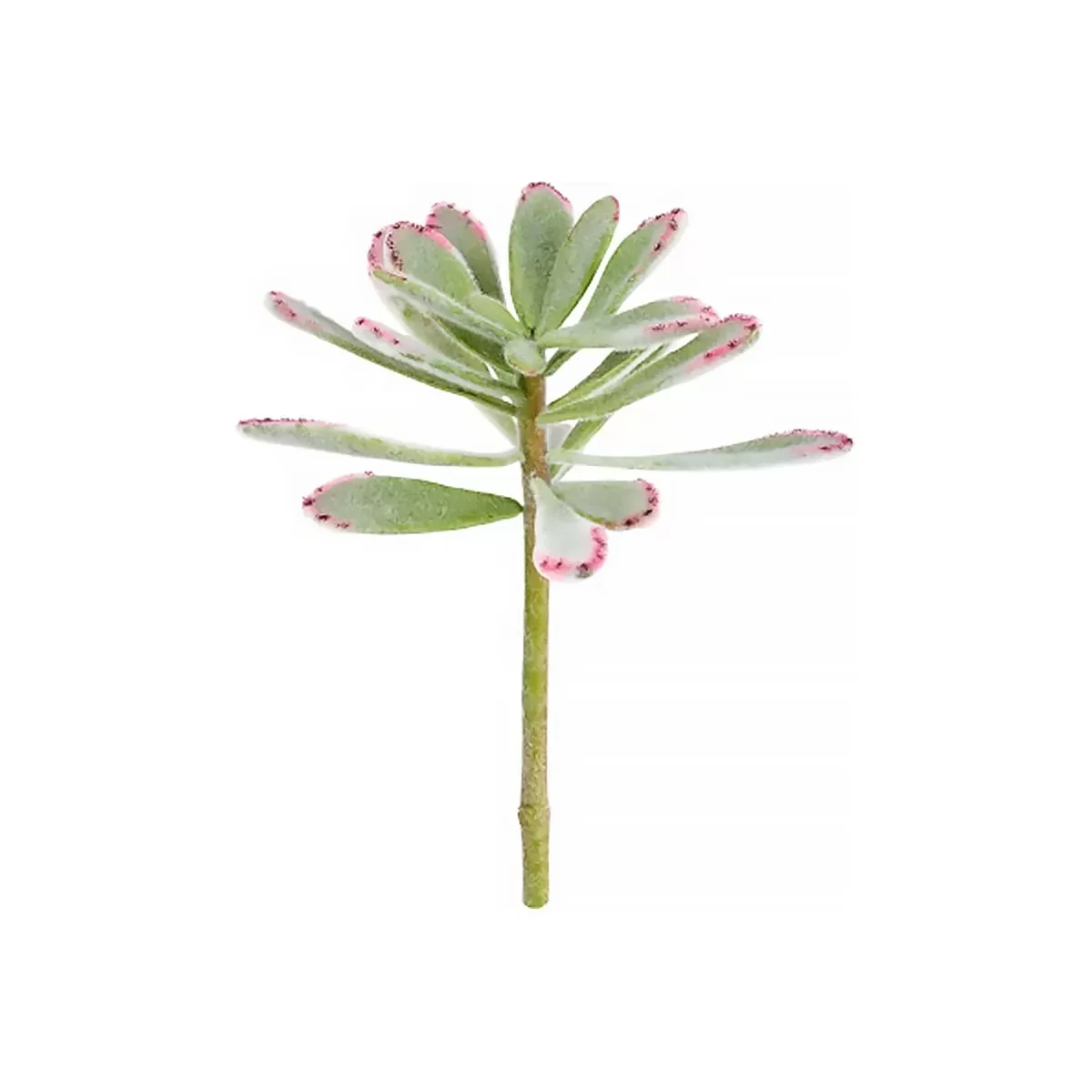 Illustration numéro 2 du produit Piquet de succulente panda artificielle verte H24