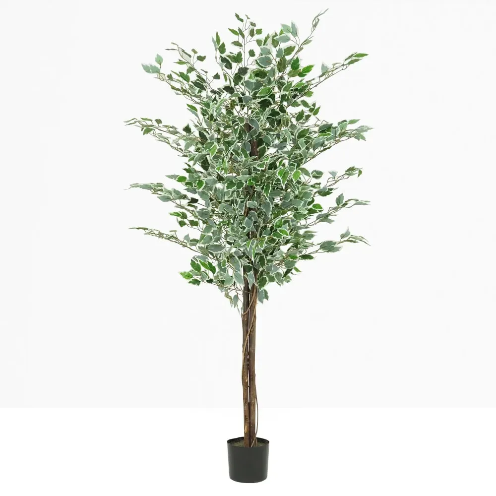 Illustration numéro 2 du produit Ficus artificiel panaché 180cm